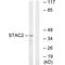 SH3 And Cysteine Rich Domain 2 antibody, A16187, Boster Biological Technology, Western Blot image 