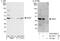 DinG antibody, A302-869A, Bethyl Labs, Western Blot image 