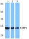 Cysteine And Glycine Rich Protein 1 antibody, A06894-1, Boster Biological Technology, Western Blot image 
