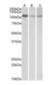 Methylenetetrahydrofolate Dehydrogenase (NADP+ Dependent) 1 Like antibody, orb22509, Biorbyt, Western Blot image 
