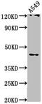 Apoptosis Inducing Factor Mitochondria Associated 2 antibody, CSB-PA874794LA01HU, Cusabio, Western Blot image 