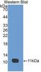 Indoleamine 2,3-Dioxygenase 1 antibody, LS-C716962, Lifespan Biosciences, Western Blot image 