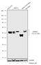 ERR gamma-2 antibody, 702406, Invitrogen Antibodies, Western Blot image 