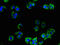 Adrenoceptor Alpha 2A antibody, LS-C498281, Lifespan Biosciences, Immunofluorescence image 