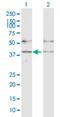 GA Binding Protein Transcription Factor Subunit Beta 1 antibody, H00002553-D01P, Novus Biologicals, Western Blot image 