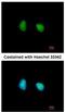 SWI/SNF Related, Matrix Associated, Actin Dependent Regulator Of Chromatin, Subfamily D, Member 1 antibody, NBP2-20417, Novus Biologicals, Immunocytochemistry image 