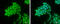 Pygopus Family PHD Finger 2 antibody, GTX119726, GeneTex, Immunofluorescence image 