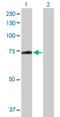 Protein Phosphatase With EF-Hand Domain 1 antibody, H00005475-D01P, Novus Biologicals, Western Blot image 