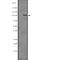 Catenin Alpha 1 antibody, abx149604, Abbexa, Western Blot image 