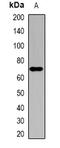 Sterol O-acyltransferase 1 antibody, abx142236, Abbexa, Western Blot image 