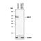 Protein Tyrosine Phosphatase Non-Receptor Type 11 antibody, MAB1894, R&D Systems, Western Blot image 