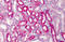 Catechol-O-Methyltransferase antibody, MBS243283, MyBioSource, Immunohistochemistry frozen image 