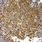 Toll Like Receptor 2 antibody, LS-C746917, Lifespan Biosciences, Immunohistochemistry paraffin image 