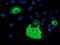 Phosphodiesterase 1B antibody, M08156, Boster Biological Technology, Immunofluorescence image 