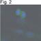 Sirtuin 2 antibody, PA3-200, Invitrogen Antibodies, Immunofluorescence image 