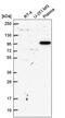 VPS54 Subunit Of GARP Complex antibody, PA5-67112, Invitrogen Antibodies, Western Blot image 