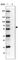 Tripartite Motif Containing 35 antibody, HPA019647, Atlas Antibodies, Western Blot image 