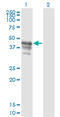 Poly(A) Binding Protein Interacting Protein 1 antibody, LS-C139265, Lifespan Biosciences, Western Blot image 