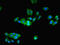 Prefoldin Subunit 1 antibody, LS-B11444, Lifespan Biosciences, Immunofluorescence image 