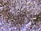CD40 Molecule antibody, PA5-78980, Invitrogen Antibodies, Immunohistochemistry frozen image 