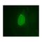 Emerin antibody, MBS375089, MyBioSource, Immunocytochemistry image 