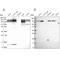 SEC24 Homolog C, COPII Coat Complex Component antibody, PA5-59101, Invitrogen Antibodies, Western Blot image 