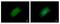 Cyclin B2 antibody, GTX111118, GeneTex, Immunofluorescence image 