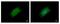 G2/mitotic-specific cyclin-B2 antibody, GTX111118, GeneTex, Immunofluorescence image 