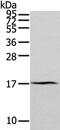 AN1-type zinc finger protein 2A antibody, PA5-51274, Invitrogen Antibodies, Western Blot image 