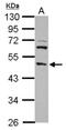 Transcription Factor Dp-2 antibody, NBP2-16216, Novus Biologicals, Western Blot image 