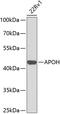 SRBC antibody, 14-311, ProSci, Western Blot image 