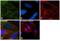 Corticosteroid 11-beta-dehydrogenase isozyme 1 antibody, PA5-21586, Invitrogen Antibodies, Immunofluorescence image 