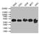 VPS26, Retromer Complex Component B antibody, CSB-PA676824LA01HU, Cusabio, Western Blot image 