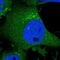 Chondroitin Polymerizing Factor antibody, NBP1-88087, Novus Biologicals, Immunofluorescence image 