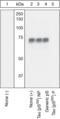 Microtubule Associated Protein Tau antibody, ALX-215-001-R100, Enzo Life Sciences, Western Blot image 