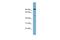 Macrophage Receptor With Collagenous Structure antibody, A00391, Boster Biological Technology, Western Blot image 