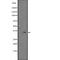 MYC Associated Factor X antibody, abx146651, Abbexa, Western Blot image 