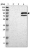Protocadherin Beta 5 antibody, PA5-53032, Invitrogen Antibodies, Western Blot image 