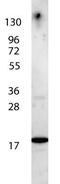 Interleukin 7 antibody, GTX48675, GeneTex, Western Blot image 