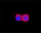FLAG antibody, GTX73143, GeneTex, Immunocytochemistry image 