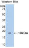 Caspase 2 antibody, LS-C373932, Lifespan Biosciences, Western Blot image 