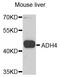 Alcohol Dehydrogenase 4 (Class II), Pi Polypeptide antibody, abx006782, Abbexa, Western Blot image 