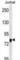 Eukaryotic Translation Initiation Factor 4B antibody, abx025337, Abbexa, Western Blot image 