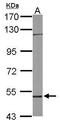 RCC1 And BTB Domain Containing Protein 1 antibody, GTX116302, GeneTex, Western Blot image 