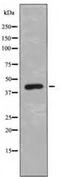 Septin 2 antibody, MBS000597, MyBioSource, Western Blot image 