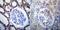 Heat Shock Protein Family D (Hsp60) Member 1 antibody, NBP2-22440, Novus Biologicals, Immunohistochemistry paraffin image 