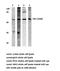 CD4 antibody, AP20210PU-N, Origene, Western Blot image 