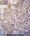 Homeodomain Interacting Protein Kinase 1 antibody, abx026832, Abbexa, Immunohistochemistry frozen image 