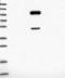 Feline Leukemia Virus Subgroup C Cellular Receptor 1 antibody, NBP2-14019, Novus Biologicals, Western Blot image 