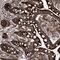 Semaphorin 6A antibody, NBP1-83155, Novus Biologicals, Immunohistochemistry frozen image 